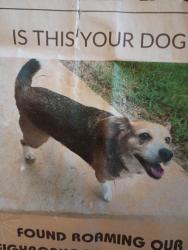Lost Female Dog last seen Donna and Peggy Dr. In Whitehouse, tx, Whitehouse, TX 75791