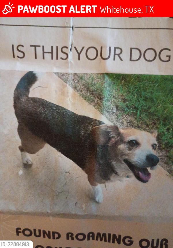 Lost Female Dog last seen Donna and Peggy Dr. In Whitehouse, tx, Whitehouse, TX 75791