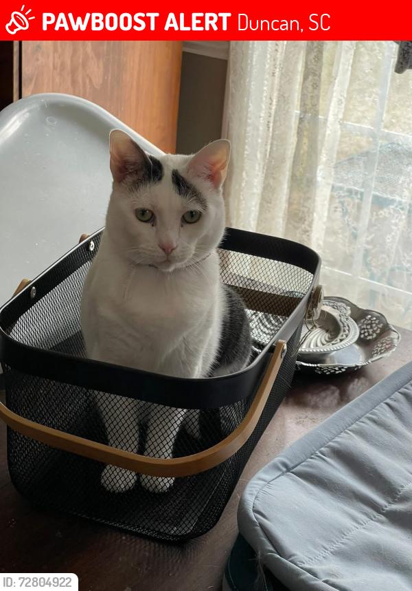 Lost Female Cat last seen Duncan Station Dr, Duncan, SC 29334
