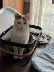 Lost Female Cat last seen Duncan Station Dr, Duncan, SC 29334