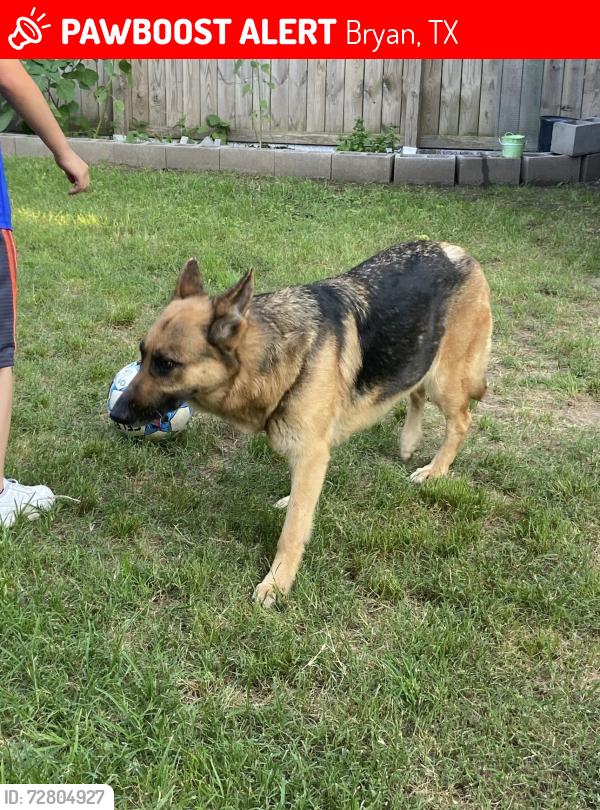 Lost Female Dog last seen Martin Luther King Jr St , Bryan, TX 77803
