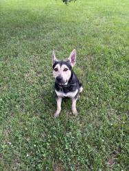 Found/Stray Male Dog last seen Loop 494, New Caney, TX 77357