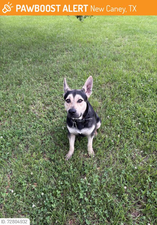 Found/Stray Male Dog last seen Loop 494, New Caney, TX 77357