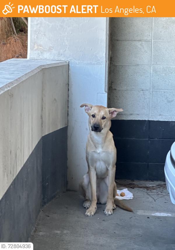 Found/Stray Female Dog last seen Parking structure on Witmer, Los Angeles, CA 90017
