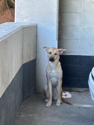 Found/Stray Female Dog last seen Parking structure on Witmer, Los Angeles, CA 90017