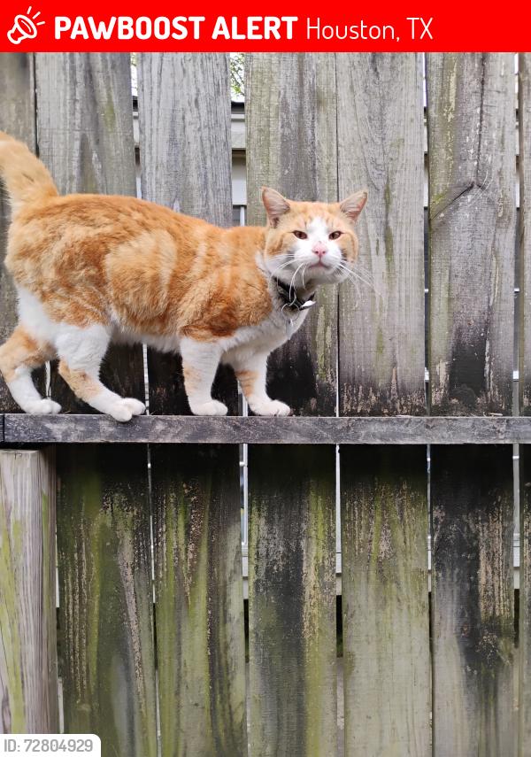 Lost Male Cat last seen Memorial veteran and 249 , Houston, TX 77038