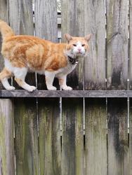 Lost Male Cat last seen Memorial veteran and 249 , Houston, TX 77038
