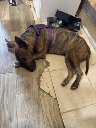 Found/Stray Female Dog last seen Cy springs high school , Cypress, TX 77433