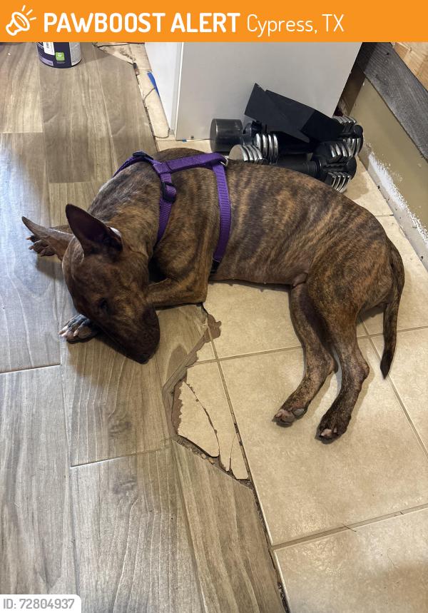 Found/Stray Female Dog last seen Cy springs high school , Cypress, TX 77433