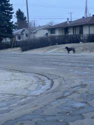 Found/Stray Unknown Dog last seen Kensington, Edmonton, AB T5E 5G9