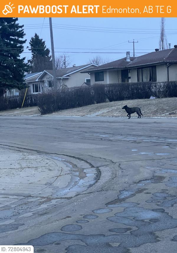 Found/Stray Unknown Dog last seen Kensington, Edmonton, AB T5E 5G9