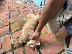 Found/Stray Male Cat last seen North county , Palm Beach, FL 33480