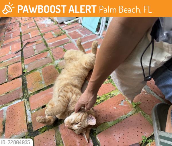 Found/Stray Male Cat last seen North county , Palm Beach, FL 33480