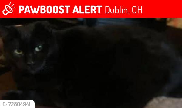 Lost Female Cat last seen Cherylbrook lane and Abby Church rd dublin ohio, Dublin, OH 43017