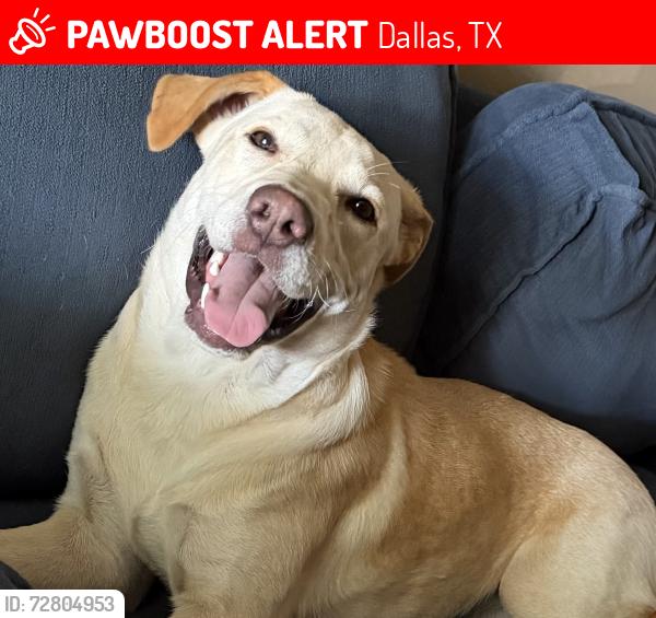 Lost Female Dog last seen , Dallas, TX 75216