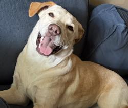 Lost Female Dog last seen , Dallas, TX 75216