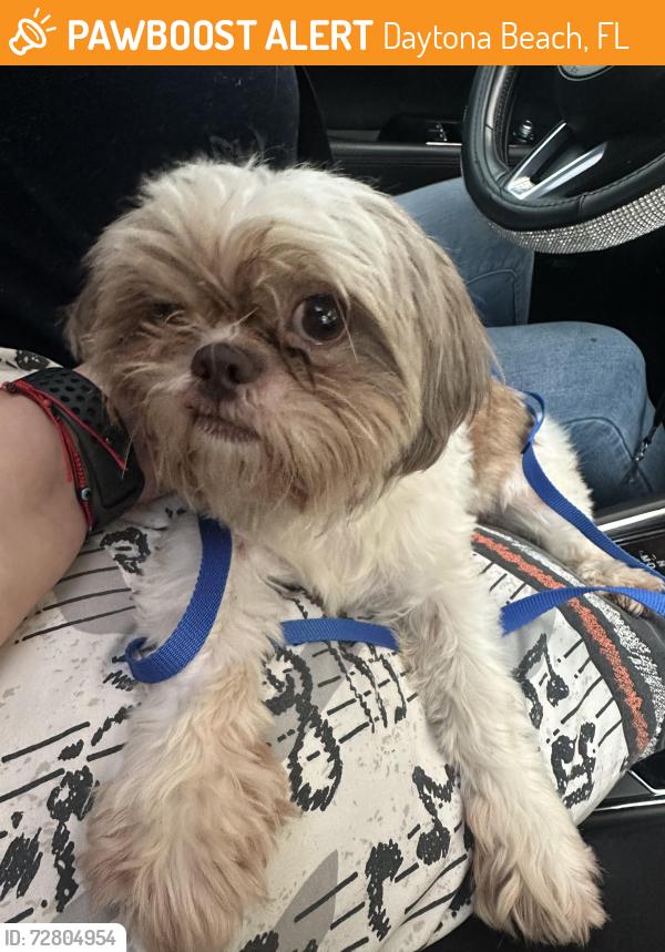 Found/Stray Female Dog last seen Nova and George engram, Daytona Beach, FL 32114