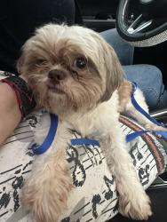 Found/Stray Female Dog last seen Nova and George engram, Daytona Beach, FL 32114
