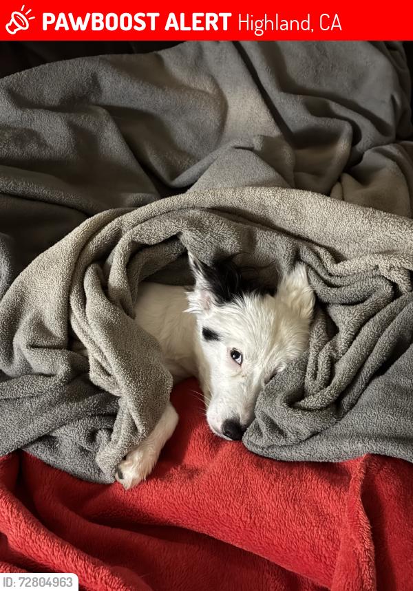 Lost Male Dog last seen Royal palms apmts, Highland, CA 92346