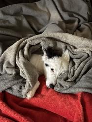 Lost Male Dog last seen Royal palms apmts, Highland, CA 92346