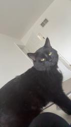 Reunited Male Cat last seen Near Girard Ave, West Lawn, PA 19609, USA, West Lawn, PA 19609