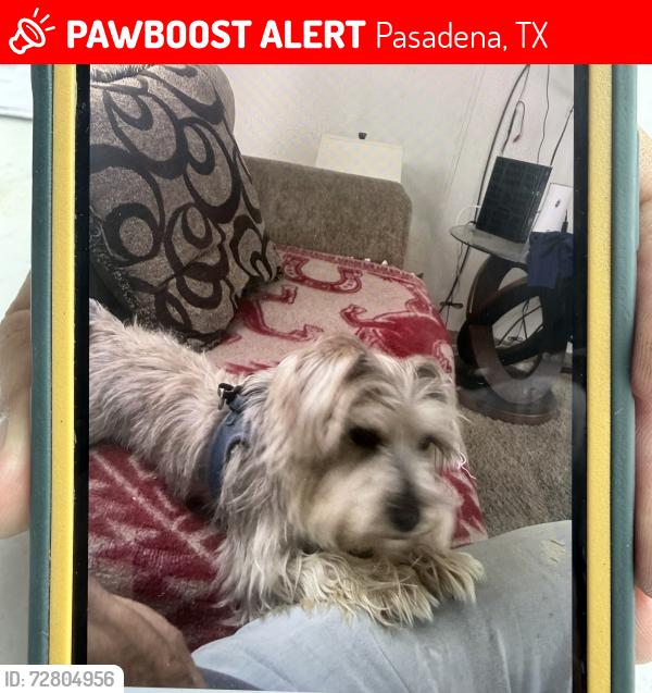Lost Male Dog last seen Perez and queens , Pasadena, TX 77502