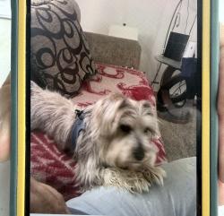 Lost Male Dog last seen Perez and queens , Pasadena, TX 77502