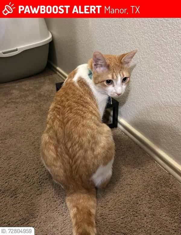 Lost Male Cat last seen Near briarcreek loop manor texas, Manor, TX 78653