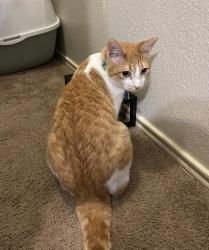 Lost Male Cat last seen Near briarcreek loop manor texas, Manor, TX 78653