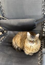 Lost Female Cat last seen Solar Ave and E 24th Pl, Fortuna Foothills, AZ 85367