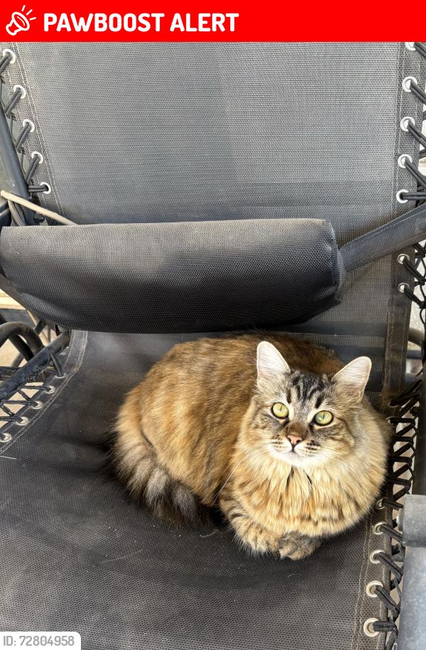 Lost Female Cat last seen Solar Ave and E 24th Pl, Fortuna Foothills, AZ 85367