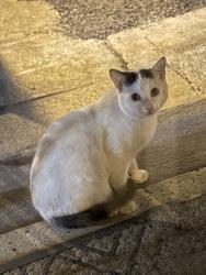 Found/Stray Unknown Cat last seen Suburbia Dr near , Jersey City, NJ 07305