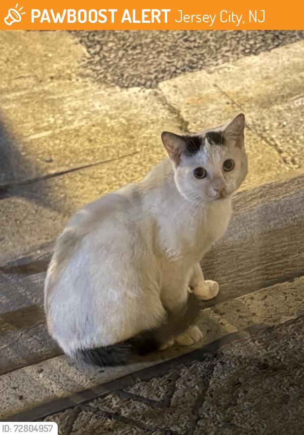 Found/Stray Unknown Cat last seen Suburbia Dr near , Jersey City, NJ 07305