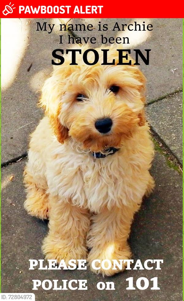 Lost Male Dog last seen Ruskin Crescent & Haydn Avenue, Greater Manchester, England M14