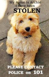 Lost Male Dog last seen Ruskin Crescent & Haydn Avenue, Greater Manchester, England M14
