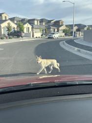 Found/Stray Unknown Dog last seen the ests at la cuentista , Albuquerque, NM 87120