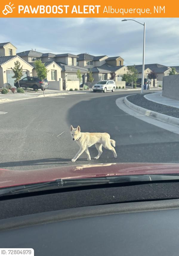 Found/Stray Unknown Dog last seen the ests at la cuentista, Albuquerque, NM 87120