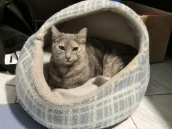 Lost Female Cat last seen St Johns rd, Cabramatta West, NSW 2166