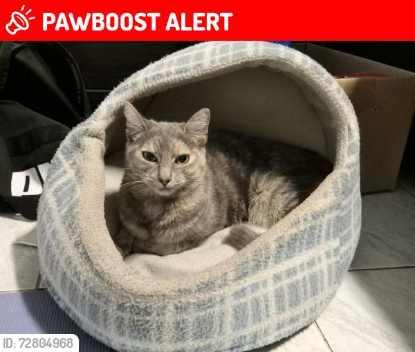 Lost Female Cat last seen St Johns rd, Cabramatta West, NSW 2166