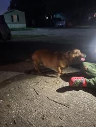 Found/Stray Male Dog last seen Hughes Road , Dickinson, TX 77539