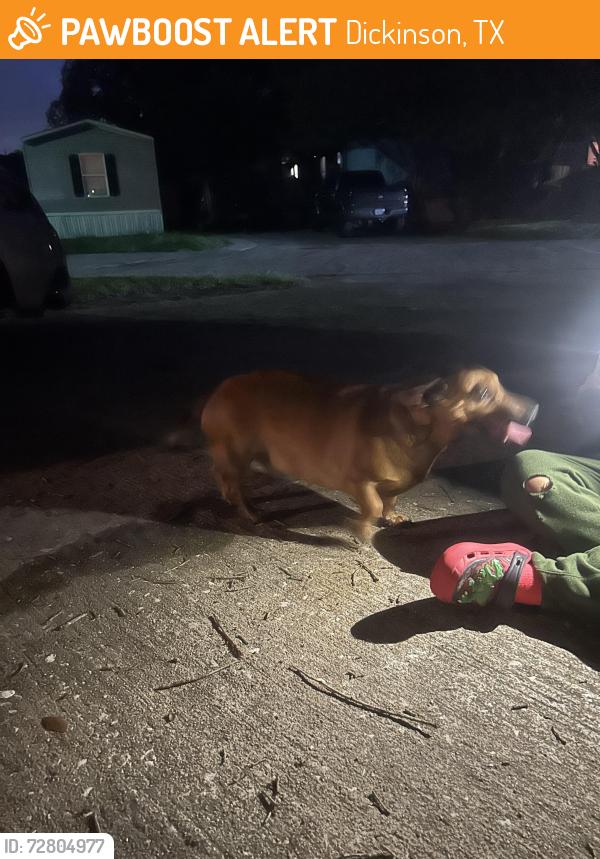 Found/Stray Male Dog last seen Hughes Road , Dickinson, TX 77539