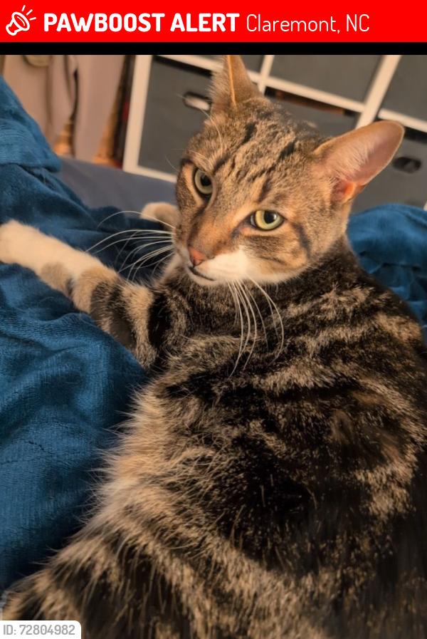 Lost Male Cat last seen South Depot and South Lookout , Claremont, NC 28610
