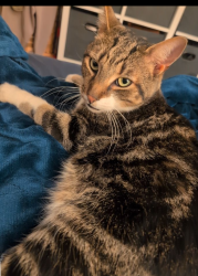 Lost Male Cat last seen South Depot and South Lookout , Claremont, NC 28610