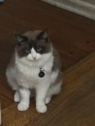 Lost Female Cat last seen Laurel Cyn and Laurel Terrace , Los Angeles, CA 91604