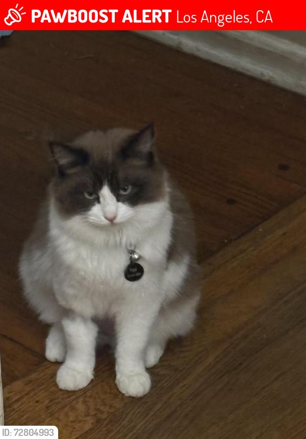 Lost Female Cat last seen Laurel Cyn and Laurel Terrace , Los Angeles, CA 91604