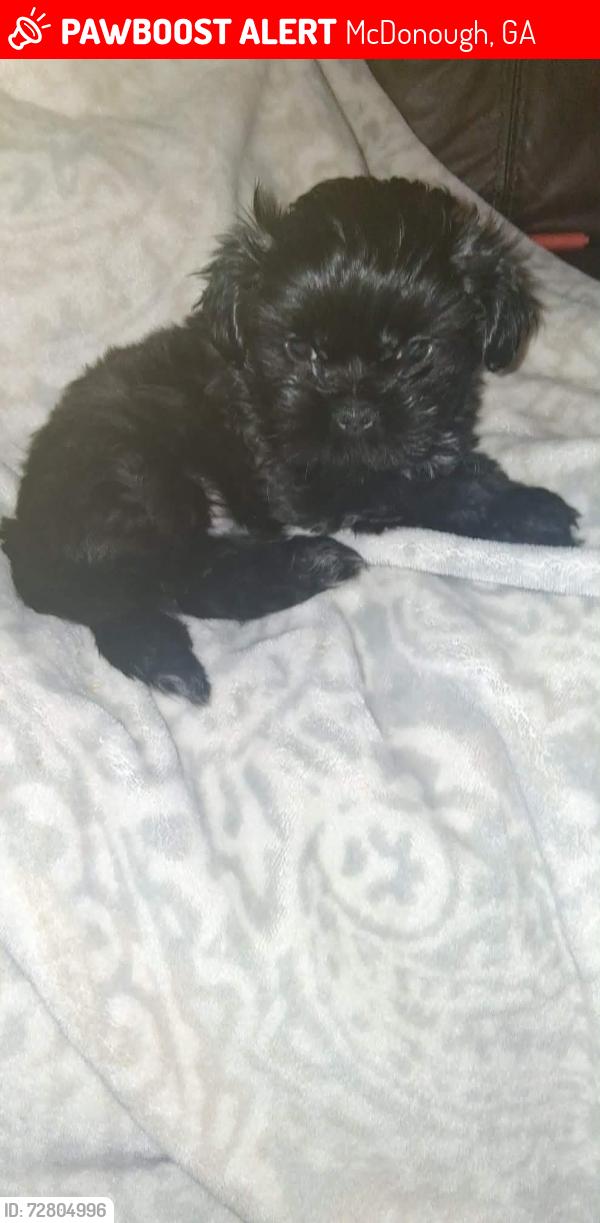 Lost Male Dog last seen Parking lot, McDonough, GA 30253