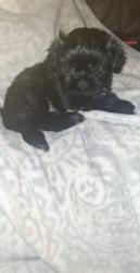 Lost Male Dog last seen Parking lot, McDonough, GA 30253