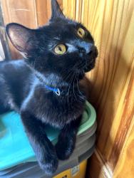 Found/Stray Female Cat last seen Near S Pulaski Rd, Chicago, IL 60623, Chicago, IL 60623