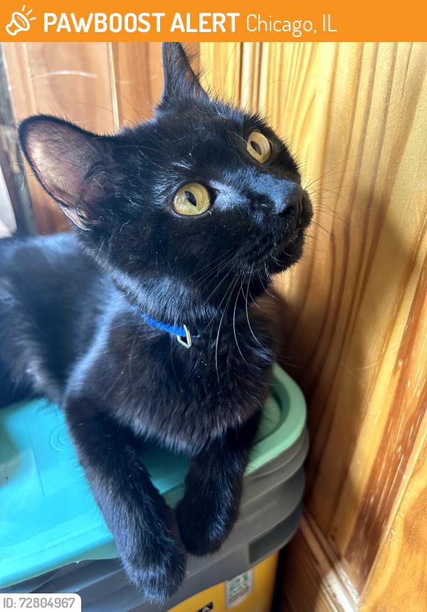 Found/Stray Female Cat last seen Near S Pulaski Rd, Chicago, IL 60623, Chicago, IL 60623