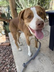 Found/Stray Male Dog last seen 22nd street, Tucson, AZ 85701
